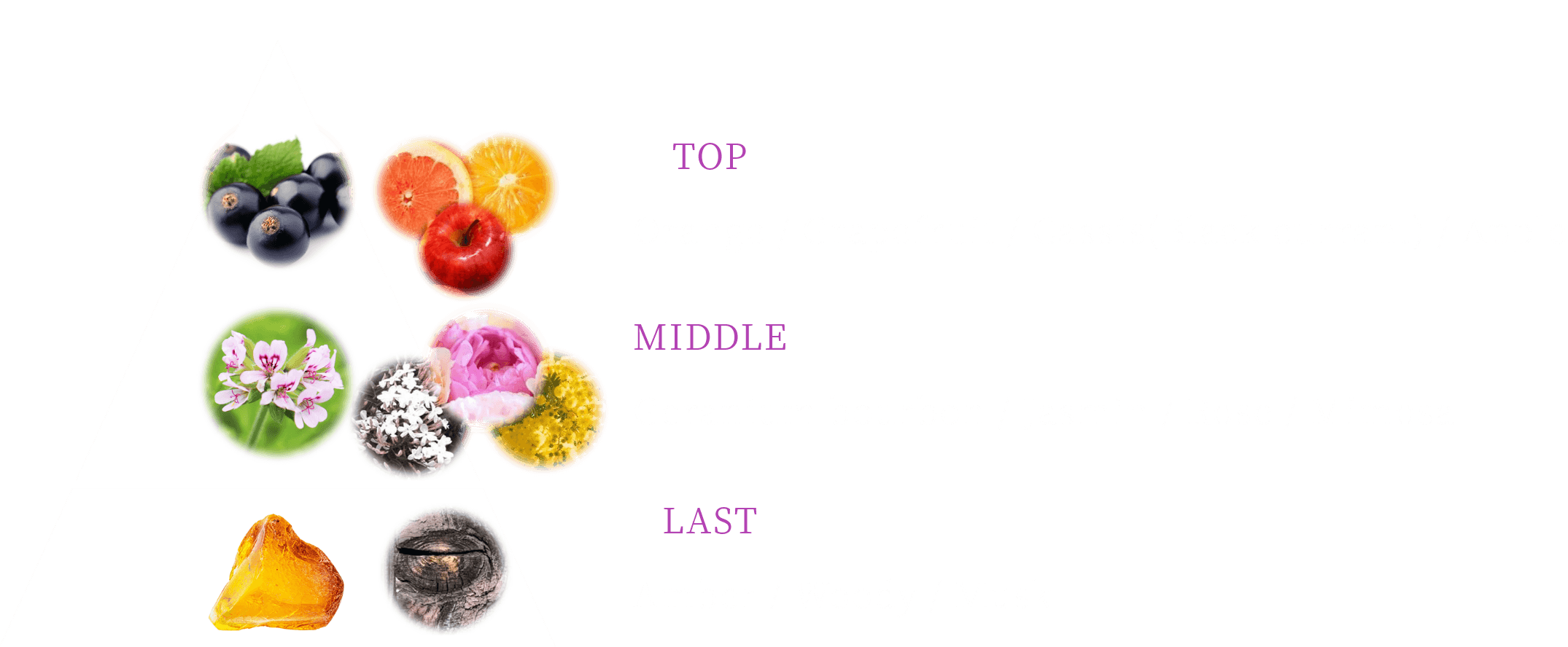 TOP Orange / Grapefruit / Cassis(Black currant) / Apple MIDDLE Geranium bourbon / Jasmin / Rose / Mimosa LAST Amber / Woody / Musk